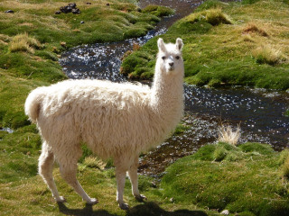 CUSCO (bus avec visites en route - Andahuaylillas, Raqchi) - PUNO