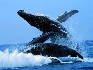 Walbeobachtung unter Wasser ohne Nass zu werden.