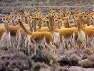 Colca Valley: Beautiful landscapes and natural habitat of vicuñas