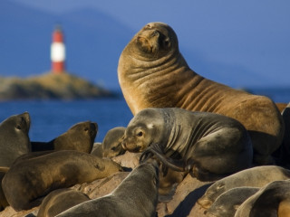 Navegação ao Canal de Beagle