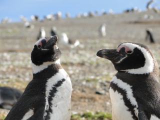 Île Magdalena - Punta Arenas