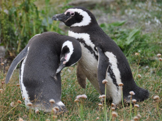 Punta Arenas