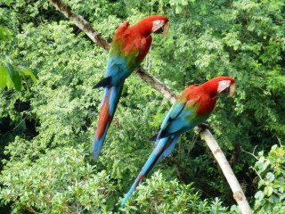 Parc National Madidi