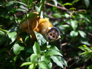 Santa Rosa Pampas de Yacuma Wildlife Preserve