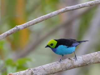 Tour pelo Rio Mayo na Selva Amazônica