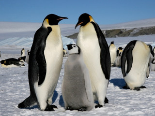 Na terra dos pinguins