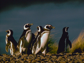 Spaziergang am Strand mit den Magellan Pinguinen