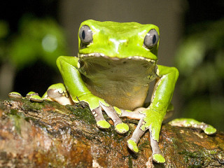 FORÊT AMAZONIENNE : activités proches du lodge