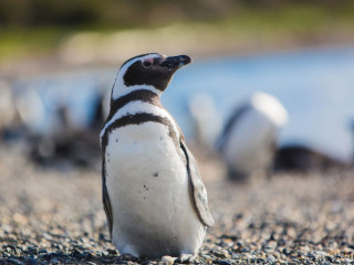 Walking with Penguins at Martillo Island