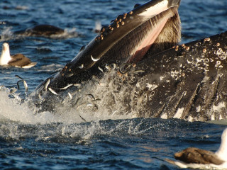 Punta Arenas - Ballenas, Pingüinos y Glaciares