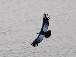 Francisco Coloane Marine Park - Punta Arenas