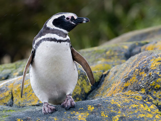 Antártica e voo de retorno a Punta Arenas