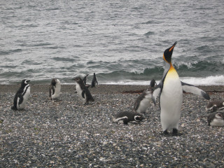 Besuch der Estancia Harberton und der Pinguinkolonie auf der Martillo-Insel