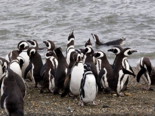 Punta Arenas