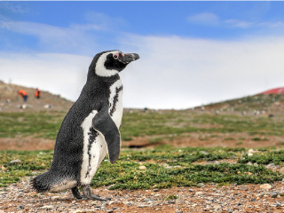 Navegação ao Canal de Beagle e visitação até as Pinguineiras!