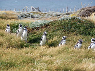 Navegação pela Ilha Madalena e visita a Pinguineira