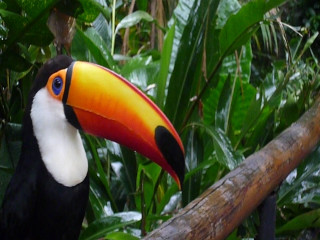 Buenos Aires - Iguazu Wasserfälle Brasilien - Vogelpark