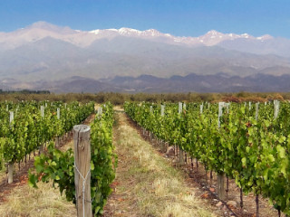 Tour and tasting at a especial traditional winery